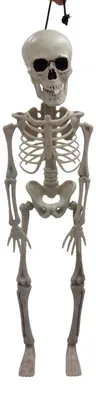 Image de Squelette 42cm