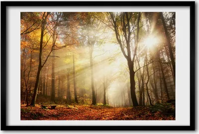 Produktbild von Bild 60x40 MDF-Rahmen, Wandkunst Nebel im Wald