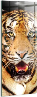 Produktbild von Designer Glasbild - Wandbild - Glas Bild - 50x125 cm - Ausdrucksstarke Wilde Tigerkatze