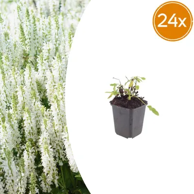 Produktbild von Salvia n. 'Schneehugel' | 24 Stück - 10-25cm - Ø9cm - Gartenpflanze