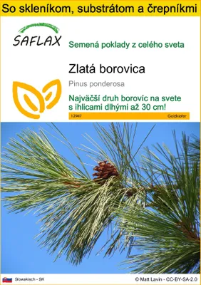 Obrázok produktu pre SAFLAX Kultivačný set - zlatá borovica - Pinus ponderosa - 20 Semená - S mini skleníkom, pestovateľským substrátom a 2 črepníkmi