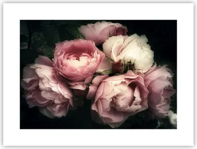 Produktbild von Poster - Poster ohne Rahmen - Pfingstrose Blume - 40x30 cm - Wand Bild - Wanddeko - Wandbilder - Kunstposter - Wandposter - Bilder - Kunstdruck - Wanddekoration - Wandbild - P2XAA40x30-3930