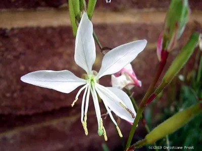 Produktbild von 3 x Prachtkerze Summer Breeze, Gaura , Dauerblüher , Tb 9