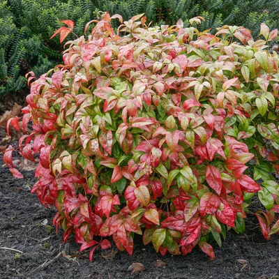 Produktbild von Bakker.com - Himmelsbambus 'Firepower', Der topf / 2L / Lieferhöhe 20-25cm