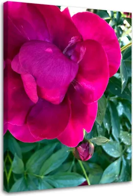 Produktbild von Leinwandbild große rosa pfingstrose 60x90 cm Feeby rosa wandbild bereit zum aufhängen