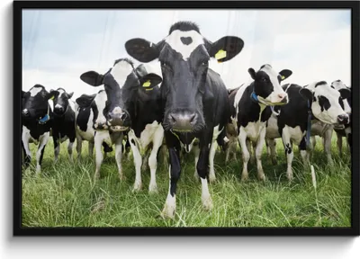 Produktbild von MuchoWow® MuchoWow® Gerahmtes Poster Kühe - Gras - Frühling - Tiere - Wiese - Bauernhof 90x60 cm - Poster mit zchwarzem Bilderrahmen - Fotorahmen - Foto-Plakat