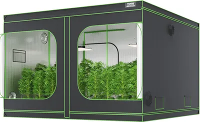 A grow tent with plants inside, illuminated by grow lights.
