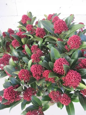 Produktbild von Skimmia japonica Rubesta Jos - Japanische Skimmie - 30-40cm