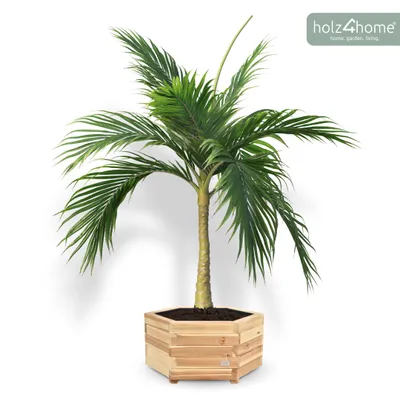 Produktbild von holz4home® Outdoor Pflanzkübel M I 6-Eckig aus Tannenholz inkl. Gartenhandschuhe & Vlies I Blumentopf Terrasse aus Holz I Pflanzkasten Pflanzenkübel