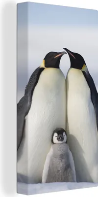 Produktbild von MuchoWow® - Leinwandbilder - Pinguin - Familie - Schnee, Wandbild, Wanddeko Bilder Wohnzimmer, 40x80 cm