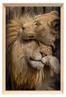 Image de Tableau mural encadré couple de lions tendresse 40x60 cm, Tableau mural moderne pour décoration intérieure