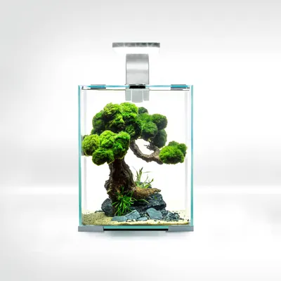 Imagen del producto de Conjunto para acuario nano de gambas - 10 litros, rectangular, blanco - Vidrio moderno - Conjunto completo para acuario nano - Para uso activo