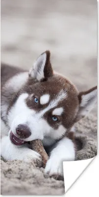 Produktbild von MuchoWow® Poster Husky-Welpe am Strand 20x40 cm - Plakat - Foto