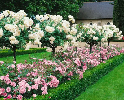 Produktbild von Rosa 'Sonnenschirm', Strauchrose, gelb, 3-5 Liter Container