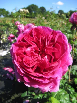 Produktbild von Rosa Young Lycidas ® - Englische Rose - Austin Rose