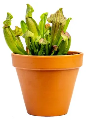 Obrázok produktu pre Gardners Sarracenia mix, priemer 12 cm