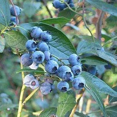 Obrázok produktu pre Vaccinium corymbosum 'Bluecrop' - Borievka 'Bluecrop' | 25 cm v kvetináči
