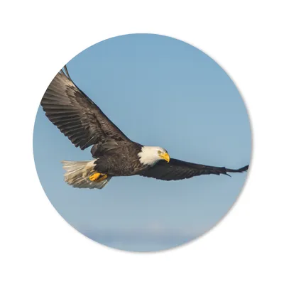 Produktbild von MuchoWow® Mauspad Mousepad Vogel - Adler - Raubvögel 20x20 cm - Mousepads - Maus Mat - Pad - Mausunterlage - Schreibtischmatte