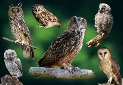 Produktbild von 3 D Ansichtskarte Eulen, Postkarte Wackelkarte Hologrammkarte Tiere Tier Vogel Eule