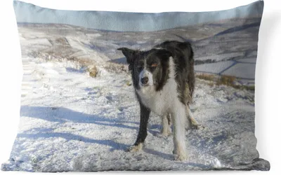 Produktbild von MuchoWow® Outdoor Kissen - Ein Border Collie in den Schneehügeln - 60x40 cm - Wetterfest - Lounge Kissen - Zierkissen - Kissen für Innenräume