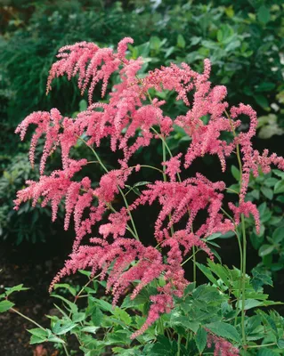 Produktbild von Astilbe thunbergii 'Straußenfeder', Prachtspiere, rosa, ca. 9x9 cm Topf
