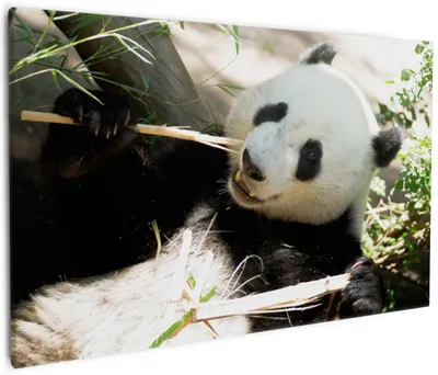 Produktbild von Wallario Premium Leinwandbild Panda knabbert an Bambusstücken in Größe 60 x 90 cm