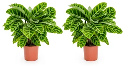 Image de Bloomique - Lot de 2 - Calathea Zebrina - Plante paon - Plantes d'intérieur - Purificateur d'air - Convient aux animaux - Hauteur 30-50 cm - Pot de 14 cm, Image générée par une IA