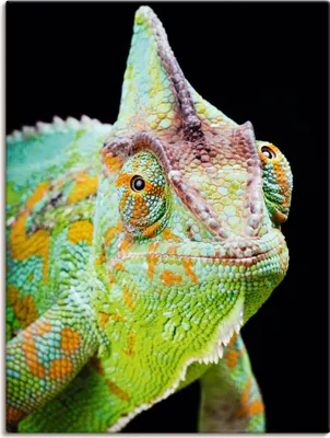 Produktbild von Anyka: Yemen Chameleon, Produkt:Leinwand, Größe (HxB):60x45 cm / Leinwand
