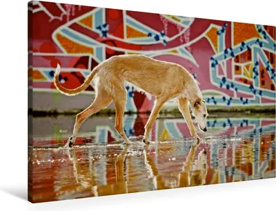 Produktbild von Calvendo Textil-Leinwand 90 cm x 60 cm quer Windhund in Graffiti, Köntopp Kathrin; 7405288