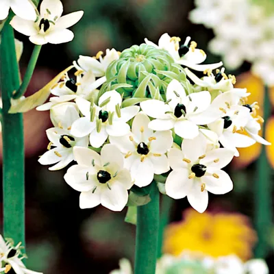 Zdjęcie produktu dla Ornithogalum Saundersiae Śniadek Saundersa 1 szt cebulki cebule