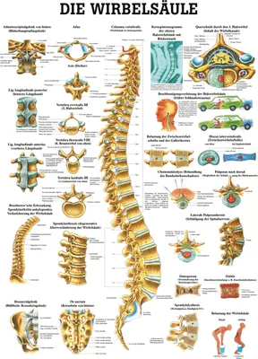 Produktbild von Wirbelsäule Mini-Poster Anatomie 34x24 cm medizinische Lehrmittel