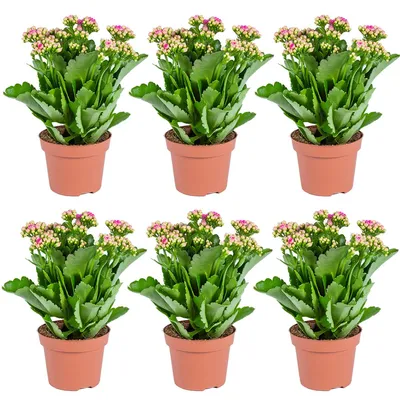 Produktbild von Kalanchoe | Pink pro 6 Stück - Außen- und Zimmerpflanzen in einem Aufgelegentopf ⌀12 cm - ↕25-30 cm