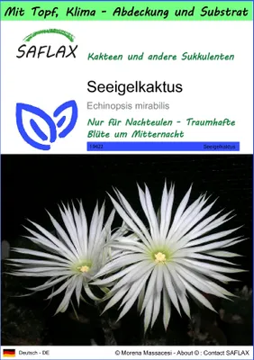Produktbild von SAFLAX Garden to go - Seeigelkaktus - Echinopsis mirabilis - 40 Samen - Mit Topf, Klima - Deckel und Anzuchtsubstrat