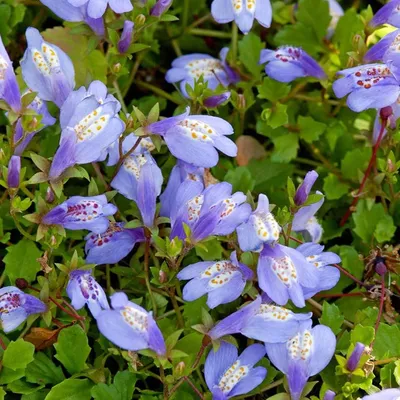 Zdjęcie produktu dla Bloomique - Zestaw 3 szt. - Mazus Reptans - Rośliny do oczek wodnych - Rośliny wodne - Odporne na zimę - Wysokość 10-20 cm - Doniczka 9 cm