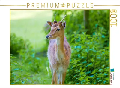Produktbild von CALVENDO Puzzle Im grünen Licht | 1000 Teile Lege-Größe 64x48cm Foto-Puzzle für glückliche Stunden