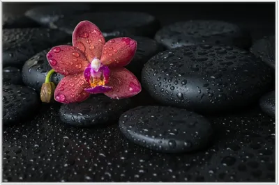 Produktbild von Wallario Wandbild Orchideen-Blüte auf schwarzen Steinen, benetzt mit Wasser-Tropfen, Größe: 61 x 91,50 cm, Poster mit weißem Aluminiumrahmen