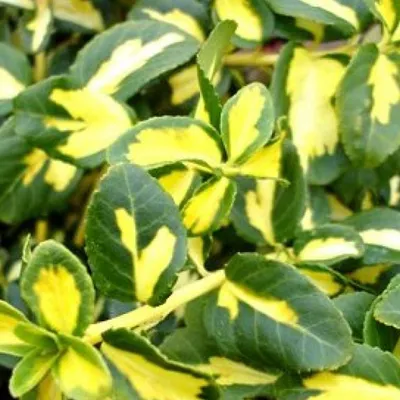 Immagine prodotto di 2 x  Euonymus fortunei 'Blondy'  | 20-30 cm in contenitore