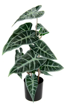 Produktbild von Künstliche Calatheapflanze Kunst-Pflanze Seidenblumen Kunstpflanzen Kunstblume P