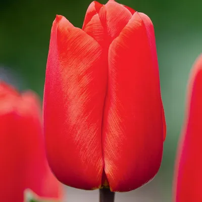 Zdjęcie produktu dla Tulipan Darwina Lalibella 5 szt. Tulipany Cebulki Tulipanów Cebule
