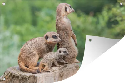 Produktbild von MuchoWow® 60x40 cm Outdoor-Poster Gartendeko Sichtschutz Garten Poster für den Garten  Erdmännchen - Baumstumpf - Jungtier