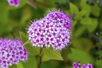 Produktbild von Spiraea japonica 'Froebelii', Japanische Spiere, rosa Blüten, 40–60 cm