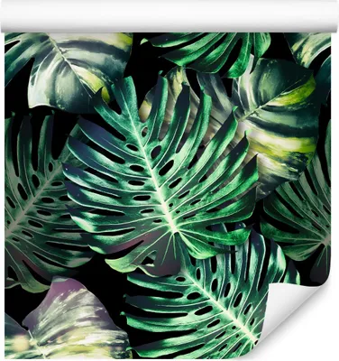 Zdjęcie produktu dla Tapeta Do Salonu MONSTERA Liście Tropikalne Natura egzotyczna 3D