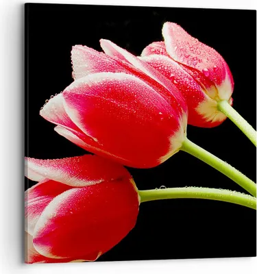 Produktbild von Bild auf Leinwand - Leinwandbild - Tulpe garten blume blumenstrauß - 70x70cm - Wand Bild - Wanddeko - Leinwanddruck - Bilder - Kunstdruck - Wanddekoration - Leinwand bilder - Wandkunst - AC70x70-1494