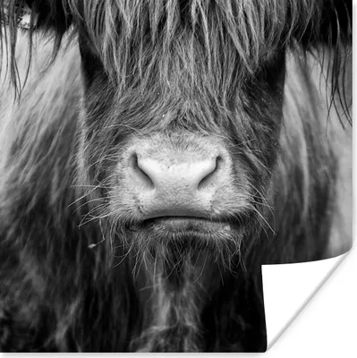 Produktbild von MuchoWow® Poster Schottischer Highlander - Kuh - Schwarz - Weiß - Tiere 50x50 cm - Wohnzimmerdekoration