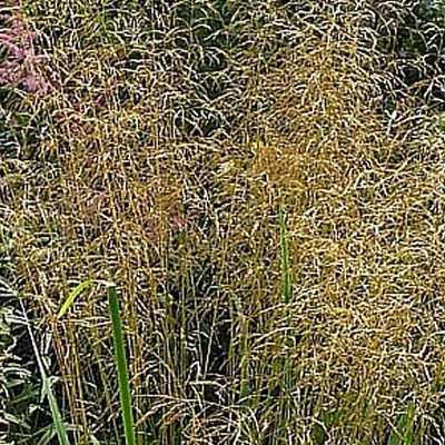Immagine prodotto di 6 x Deschampsia cespitosa 'Bronzeschleier'  | Vaso 9 cm x 9 cm