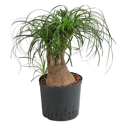 Produktbild von Dehner Elefantenfuß, in Hydrokultur, Stämmchen, ca. 55 cm, Ø Topf 22 cm, Zimmerpflanze