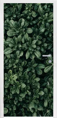Obrázek produktu pro MuchoWow® Plakát na dveře - Listy - Rostliny - Příroda - 205x80 cm - Samolepicí fólie na dveře