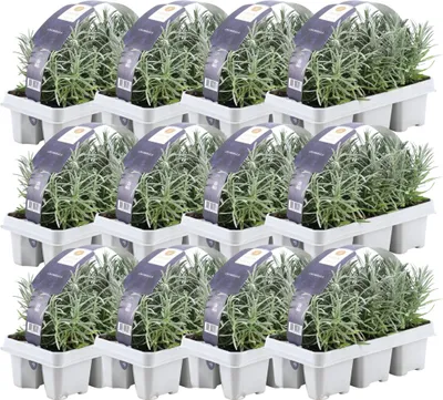 Produktbild von 12 x 6er set Lavendel - 72 x Ø7 cm - ↕15 cm - Lavendelpflanzen winterhart - Frisch aus der Gärtnerei geliefert