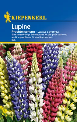 Produktbild von Lupine Prachtmischung | Lupinensamen von Kiepenkerl