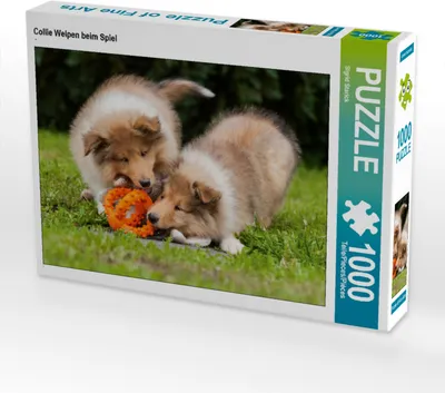 Produktbild von CALVENDO Puzzle Collie Welpen beim Spiel | 1000 Teile Lege-Größe 64x48cm Foto-Puzzle für glückliche Stunden